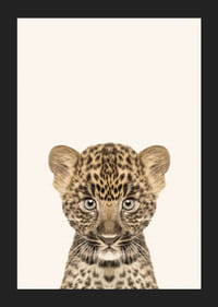 Leopardunge i närbild mot ljusbeige bakgrund, illustration-5