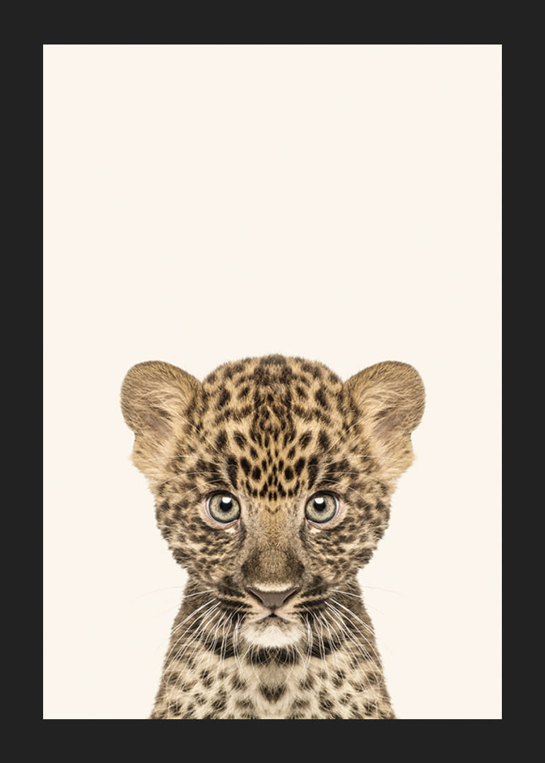 Leopardunge i närbild mot ljusbeige bakgrund, illustration-12