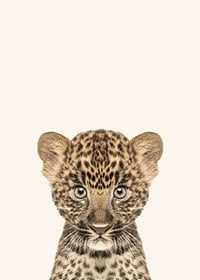 Leopard cub in close-up against light beige background, illustration-7
