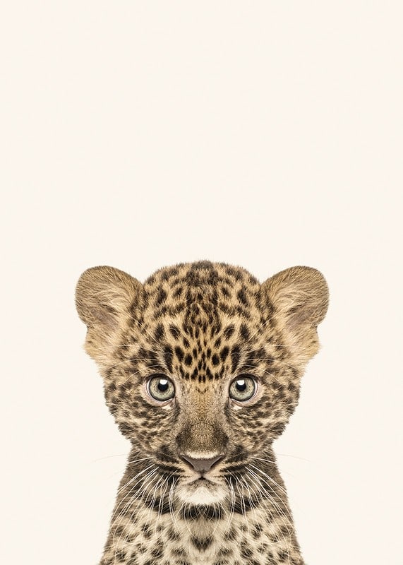 Leopard cub in close-up against light beige background, illustration-12