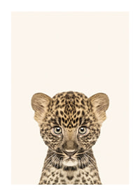 Leopard cub in close-up against light beige background, illustration-1