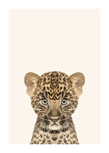 Poster Baby Leopard