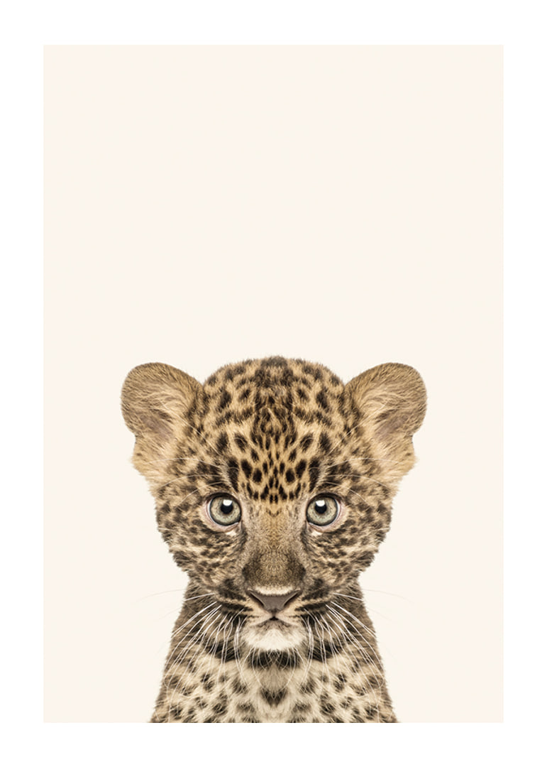 Leopard cub in close-up against light beige background, illustration-12