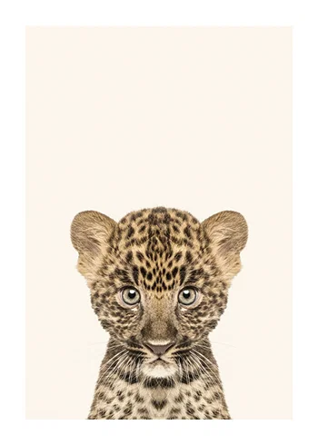 Poster Baby Leopard