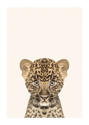 Poster Baby Leopard