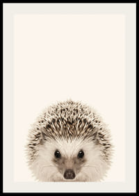 Närbild av igelkottunge mot ljusbeige bakgrund-2