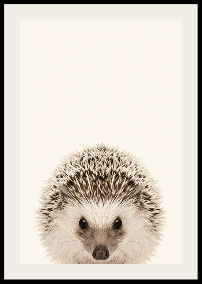 Närbild av igelkottunge mot ljusbeige bakgrund-12