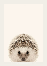 Närbild av igelkottunge mot ljusbeige bakgrund-3