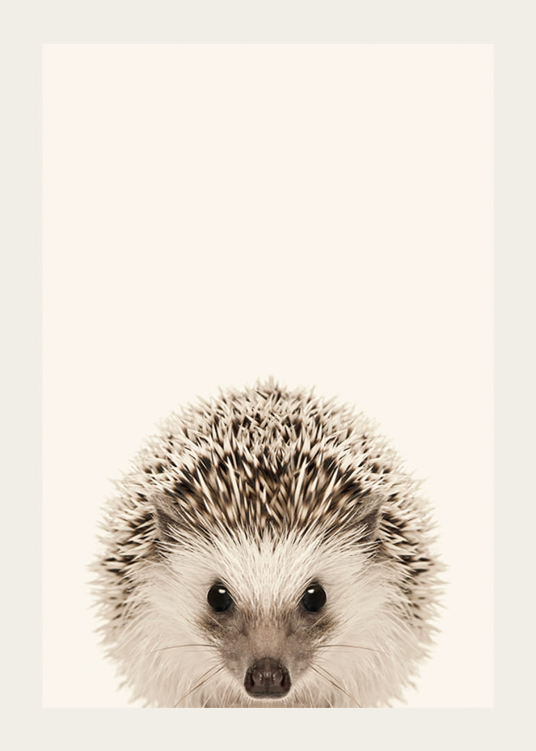 Närbild av igelkottunge mot ljusbeige bakgrund-12