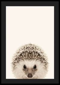 Närbild av igelkottunge mot ljusbeige bakgrund-4