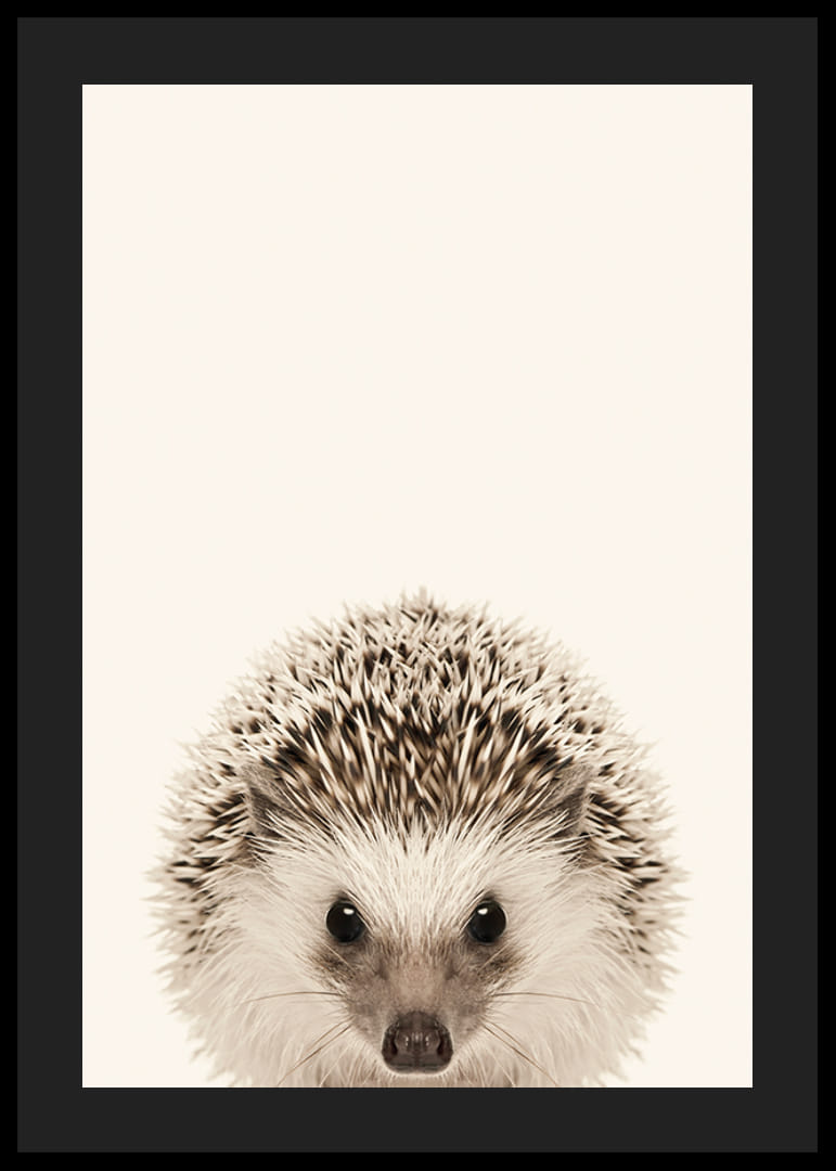 Närbild av igelkottunge mot ljusbeige bakgrund-12