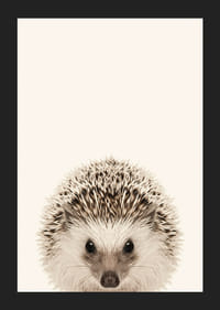 Närbild av igelkottunge mot ljusbeige bakgrund-5