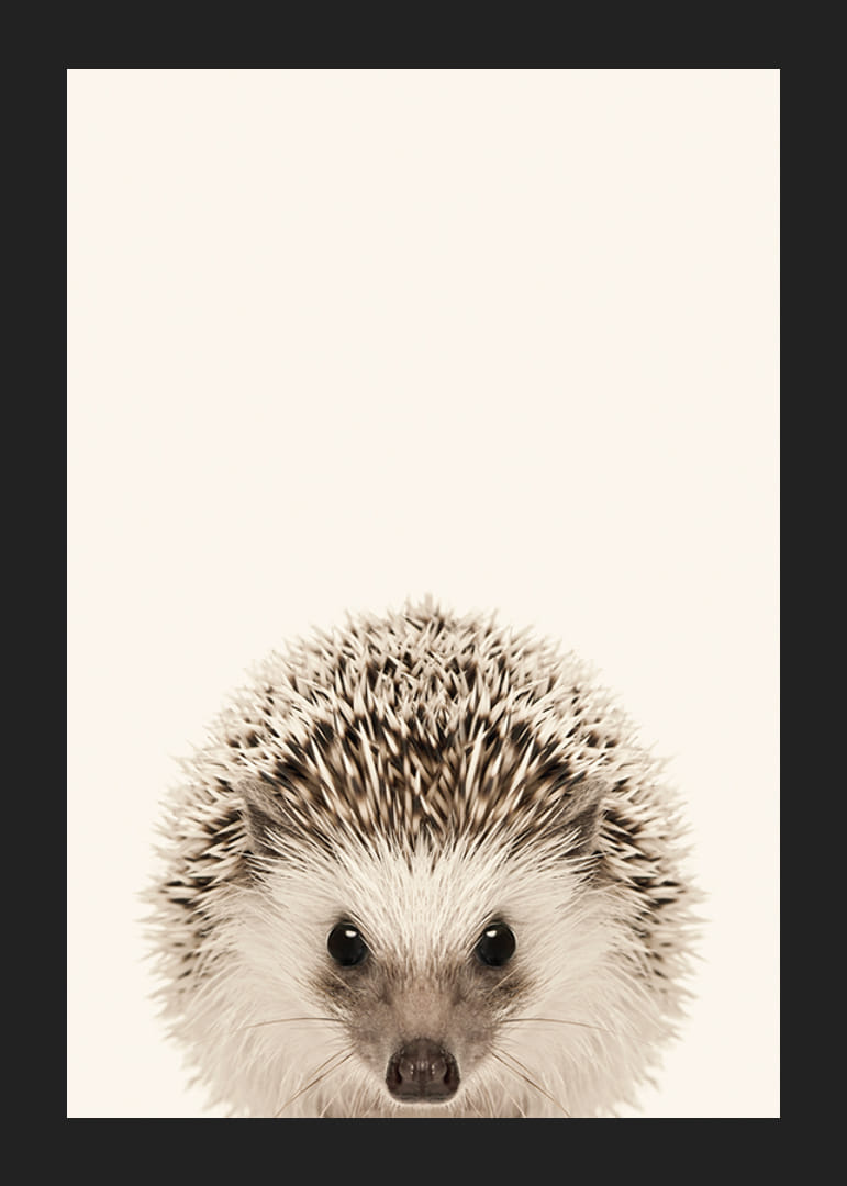 Närbild av igelkottunge mot ljusbeige bakgrund-12