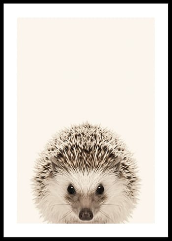 Poster Baby Hedgehog