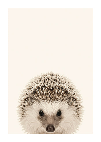 Poster Baby Hedgehog