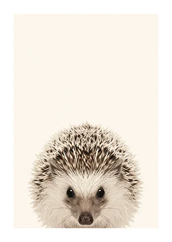 Poster Baby Hedgehog