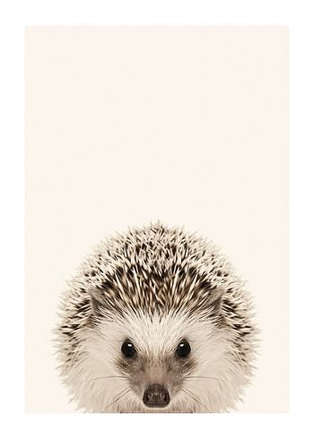 Poster Baby Hedgehog