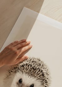Närbild av igelkottunge mot ljusbeige bakgrund-9