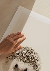Baby Hedgehog-5
