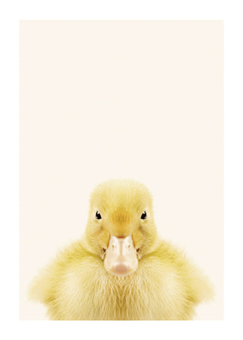 Poster Baby Duck