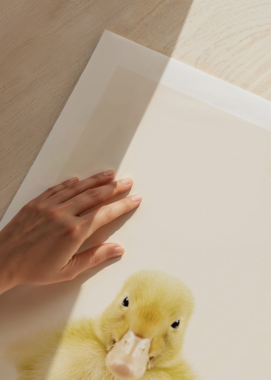 Närbild av gul ankunge mot ljusbeige bakgrund, fotografisk-12