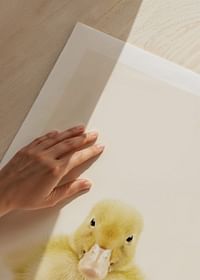 Baby Duck-5
