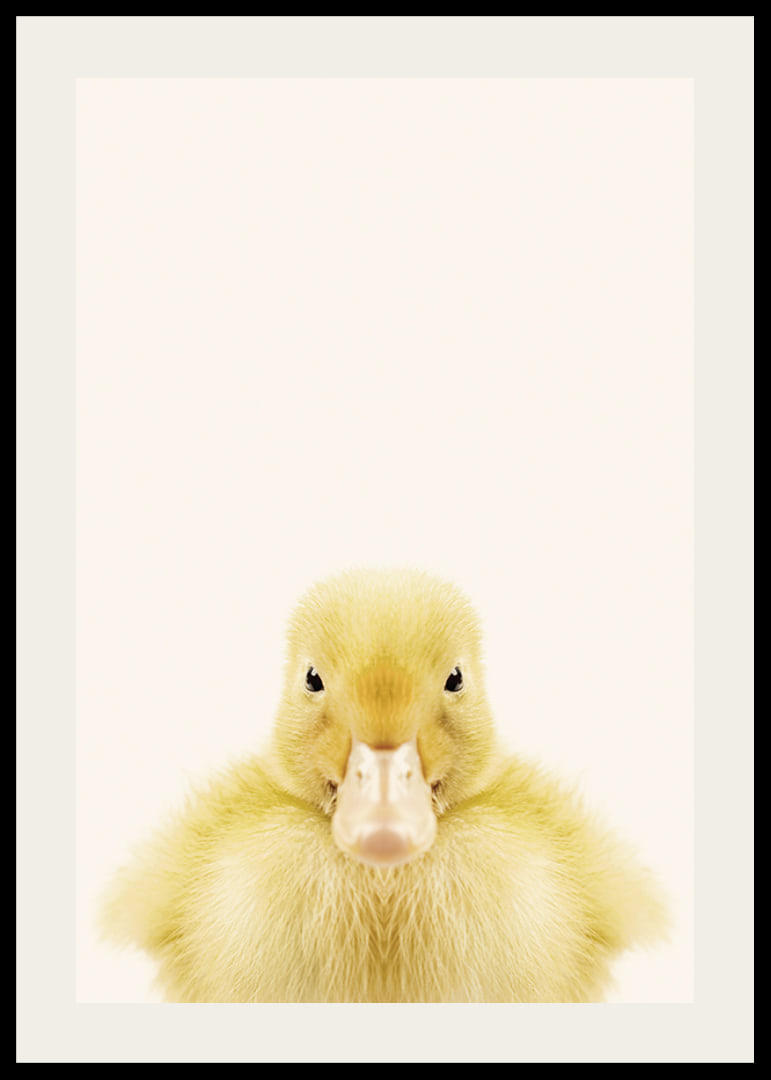 Närbild av gul ankunge mot ljusbeige bakgrund, fotografisk-12