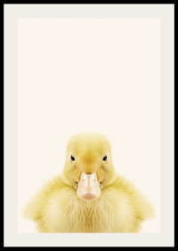 Närbild av gul ankunge mot ljusbeige bakgrund, fotografisk-2