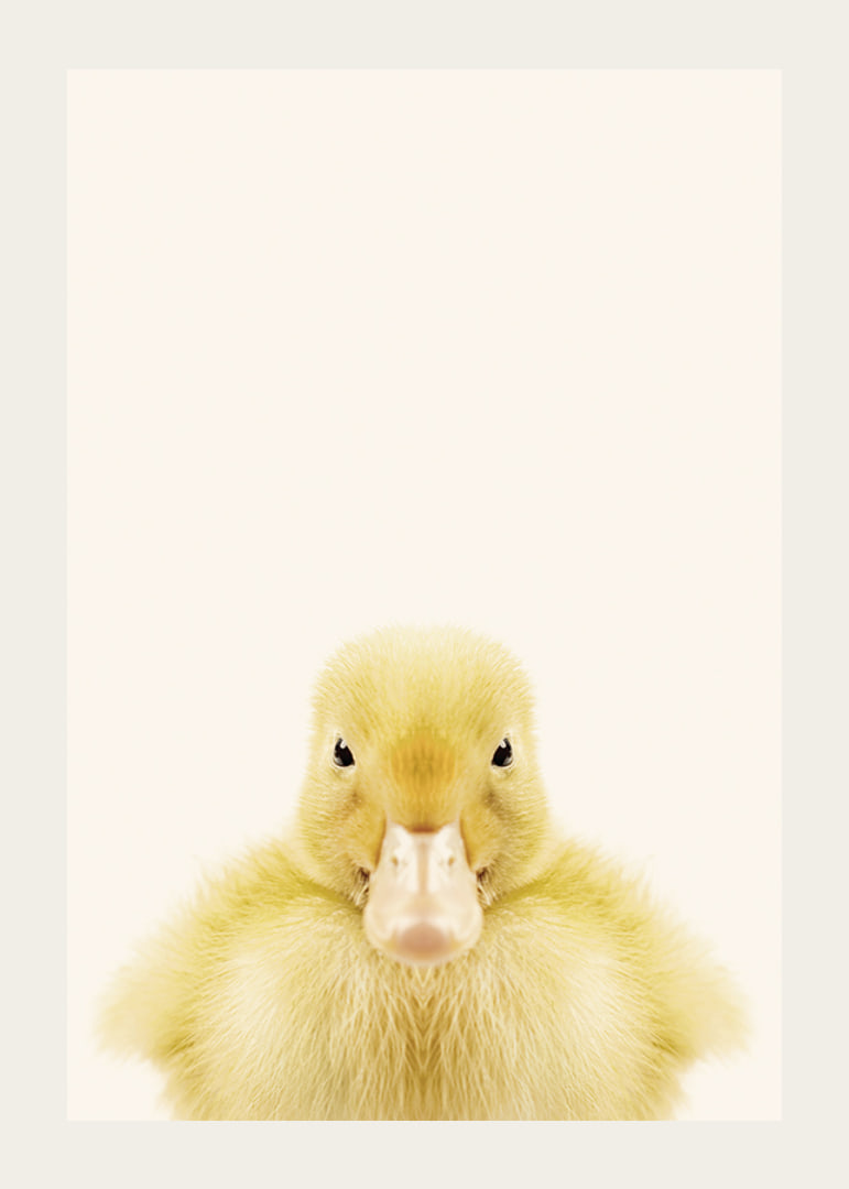 Närbild av gul ankunge mot ljusbeige bakgrund, fotografisk-12
