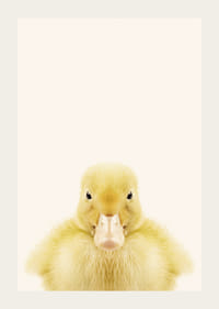 Närbild av gul ankunge mot ljusbeige bakgrund, fotografisk-3