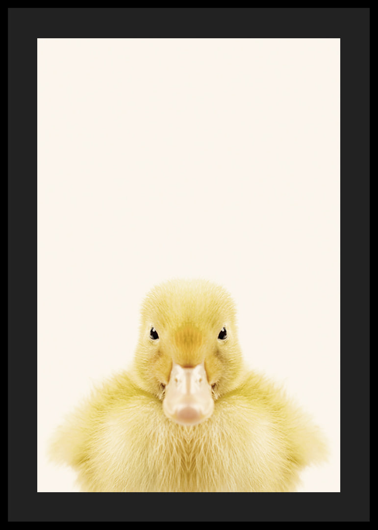 Närbild av gul ankunge mot ljusbeige bakgrund, fotografisk-12