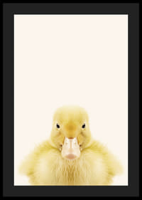 Närbild av gul ankunge mot ljusbeige bakgrund, fotografisk-4