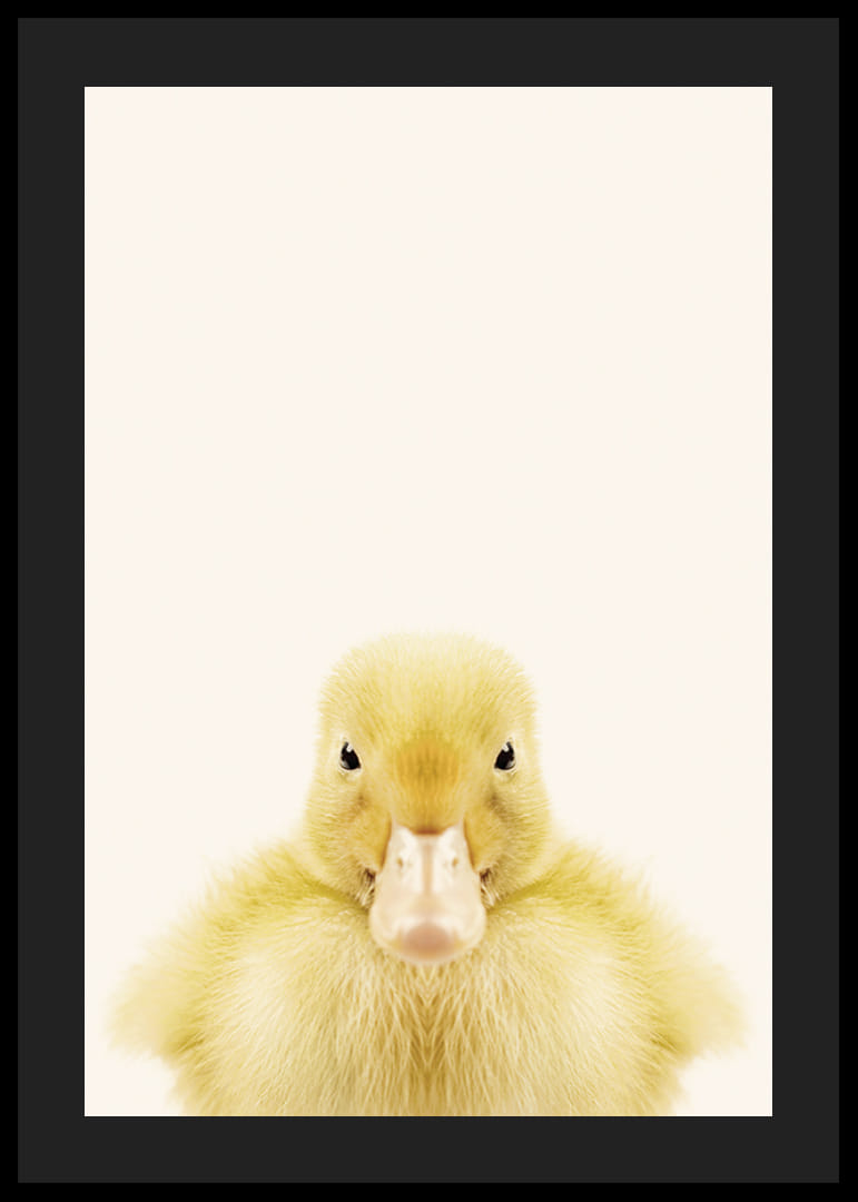 Närbild av gul ankunge mot ljusbeige bakgrund, fotografisk-12