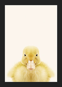 Närbild av gul ankunge mot ljusbeige bakgrund, fotografisk-5
