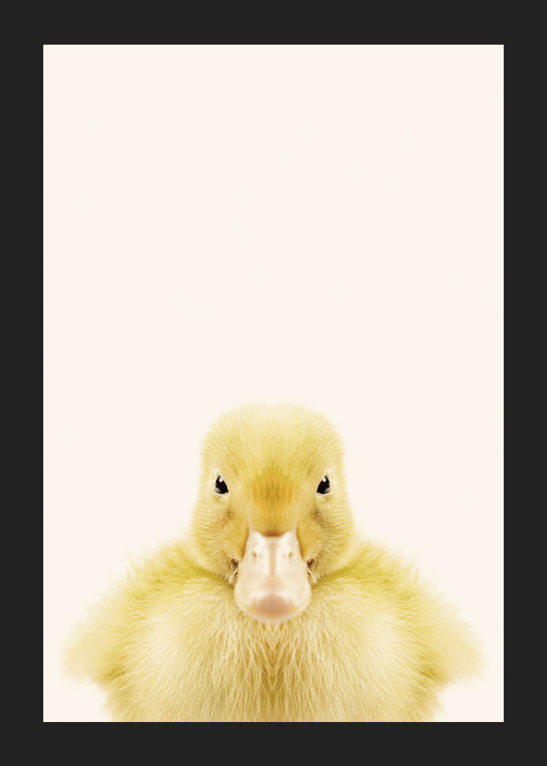 Närbild av gul ankunge mot ljusbeige bakgrund, fotografisk-12