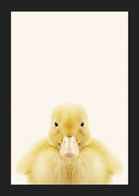 Närbild av gul ankunge mot ljusbeige bakgrund, fotografisk-5