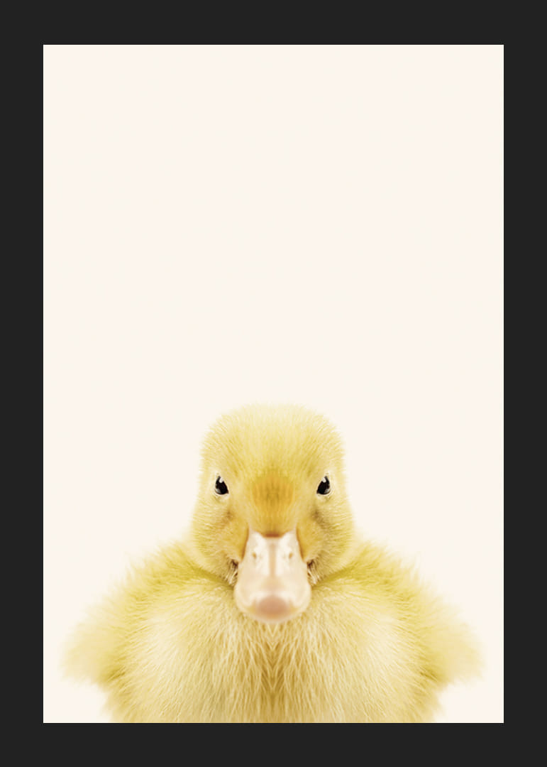 Närbild av gul ankunge mot ljusbeige bakgrund, fotografisk-12