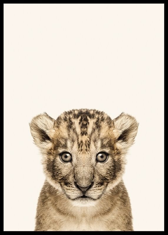 Baby Lion-12