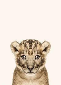 Portrait of lion cub against light beige background, photographic style-7