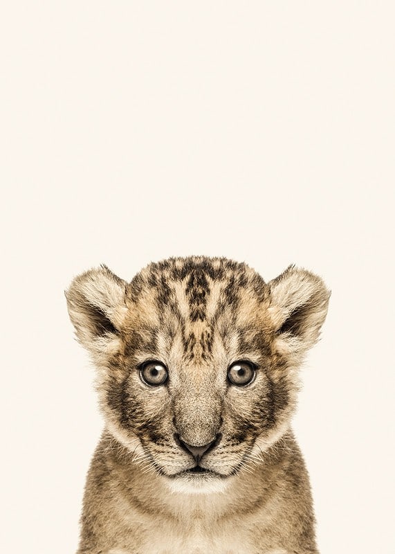 Portrait of lion cub against light beige background, photographic style-12