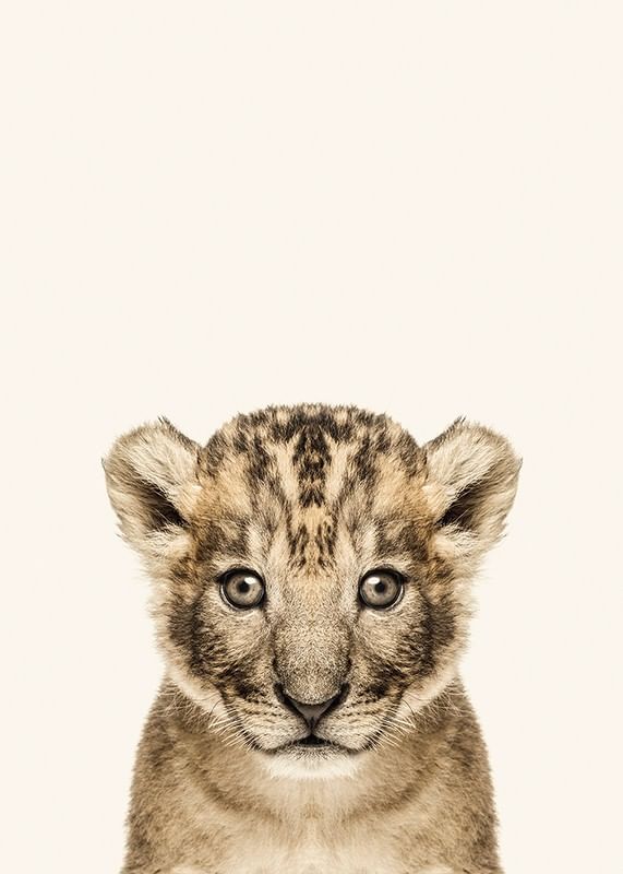 Baby Lion-12