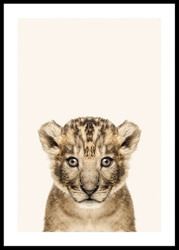 Poster Baby Lion