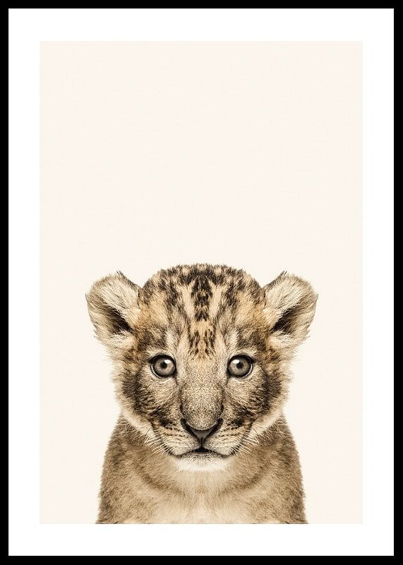 Baby Lion-12