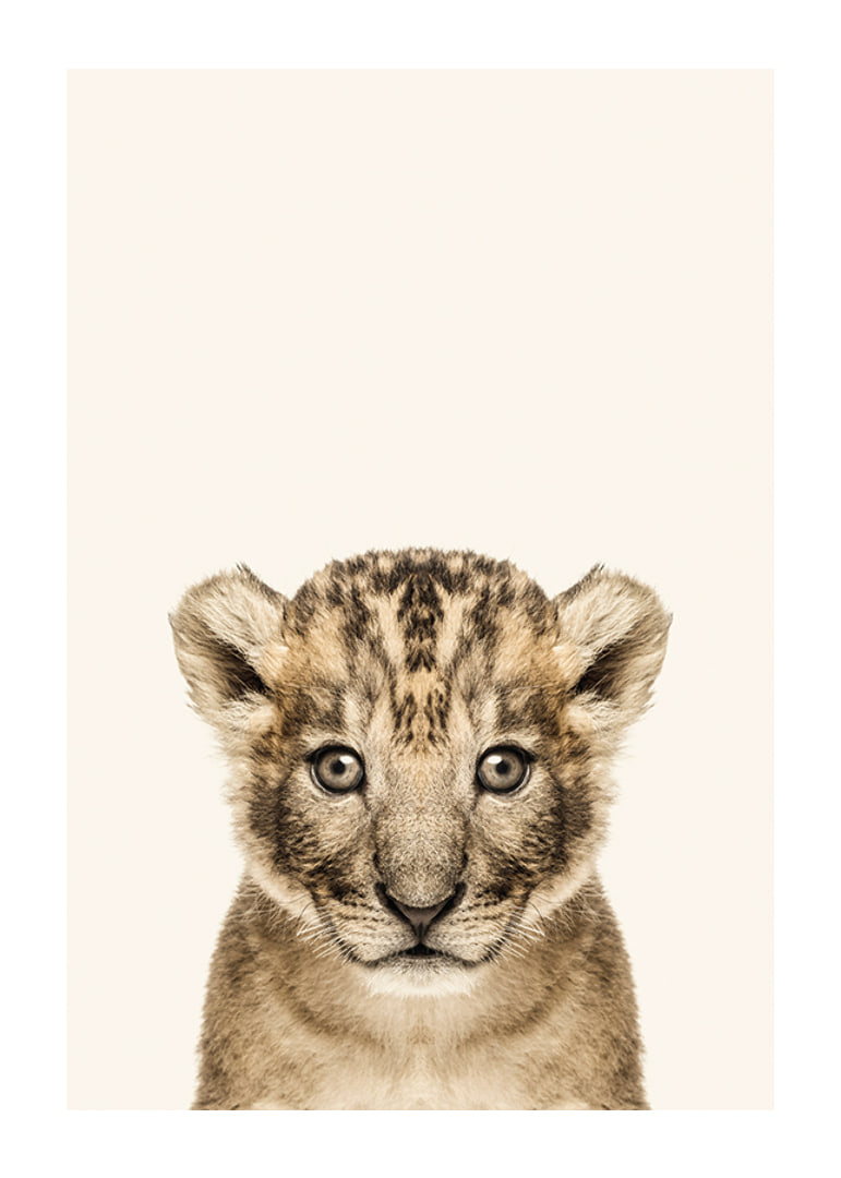 Portrait of lion cub against light beige background, photographic style-12