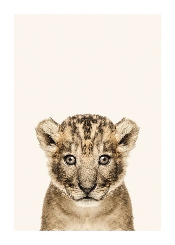 Baby Lion-12