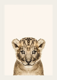 Portrait of lion cub against light beige background, photographic style-3