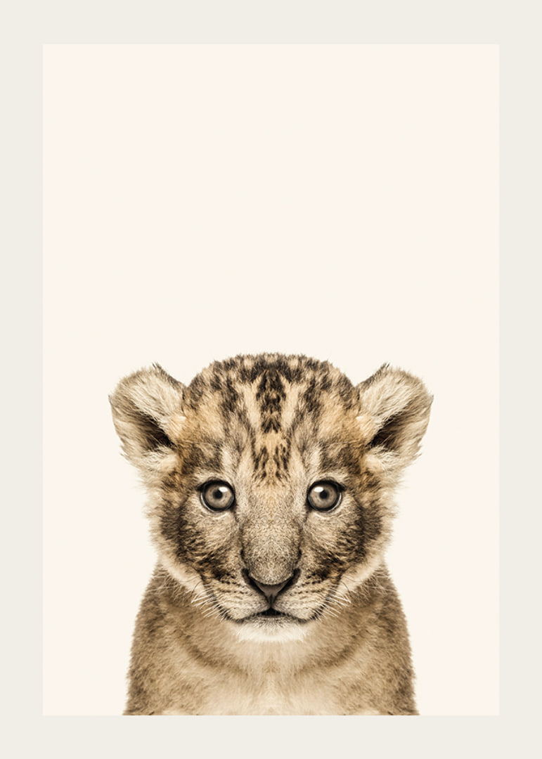 Portrait of lion cub against light beige background, photographic style-12