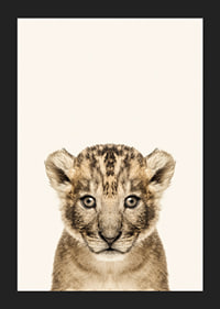 Portrait of lion cub against light beige background, photographic style-5