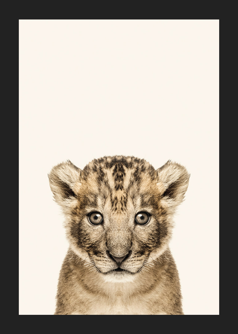 Portrait of lion cub against light beige background, photographic style-12