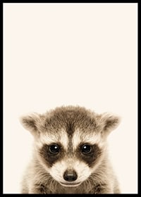 Close-up of baby raccoon against light beige background-6